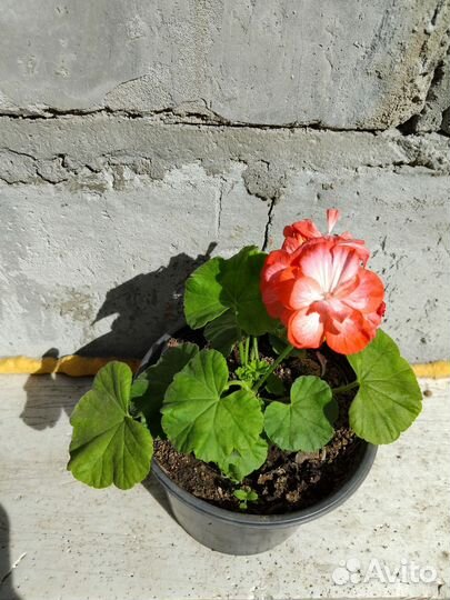 Пеларгония герань сортовая