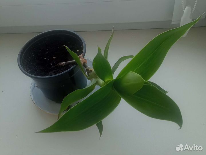 Растение золотой ус