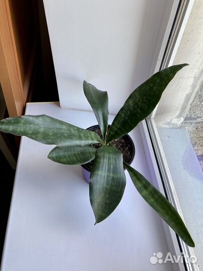 Сансевиерия Грандис