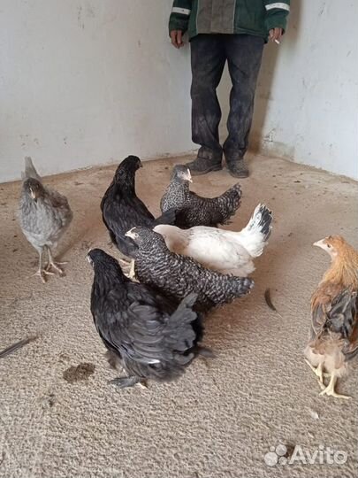 Куры доминант, Адлер серебристый