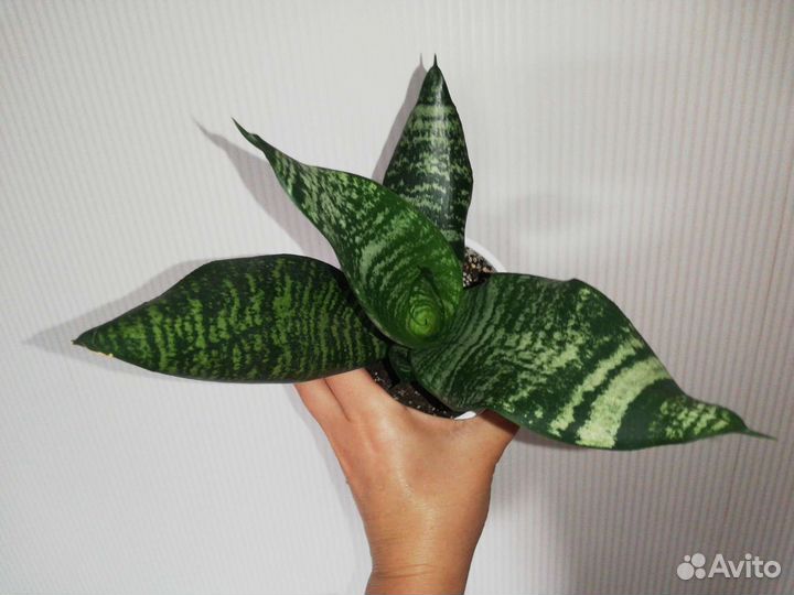 Сансевиерия