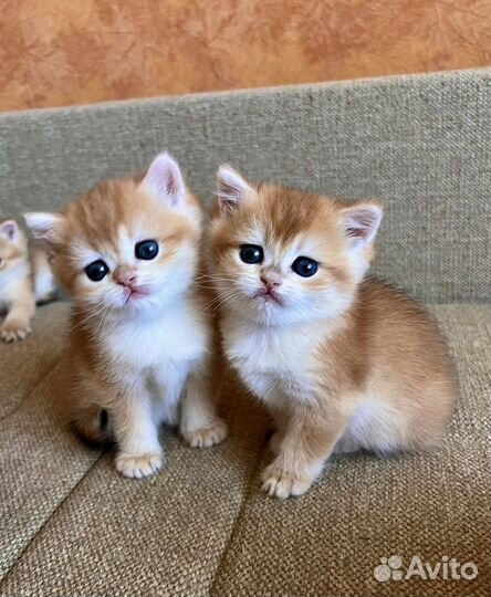 Британские золотые шиншиллы