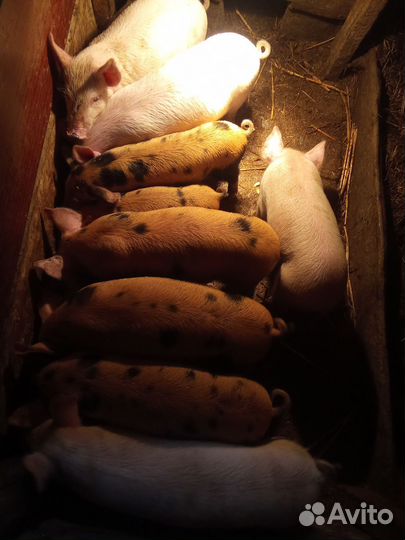 Поросята