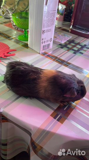 Морская свинка