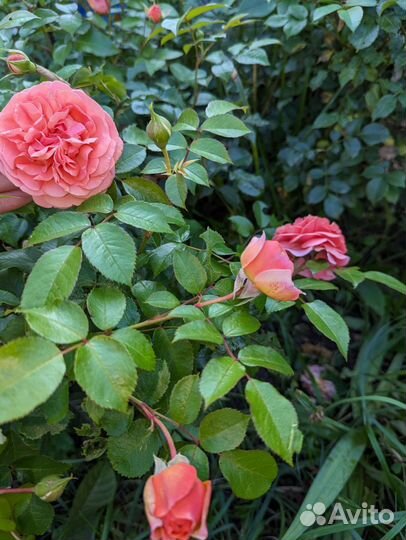Саженцы английской розы