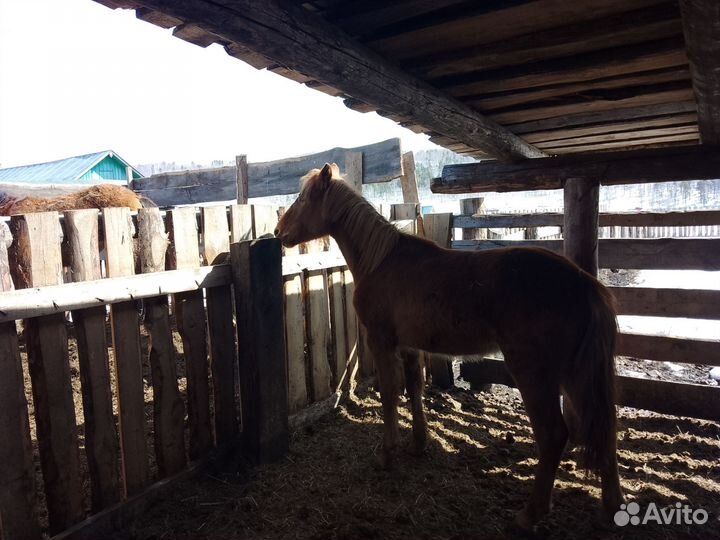 Продам лошадь