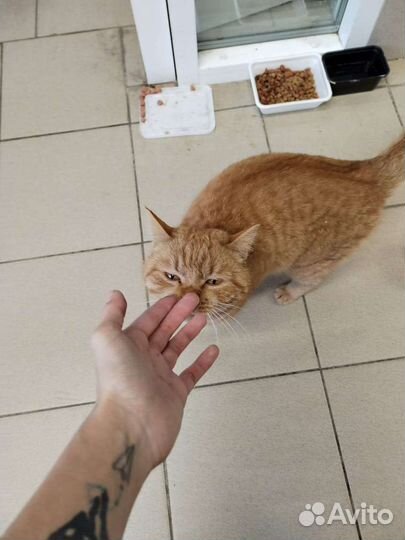 Рыжий в беде