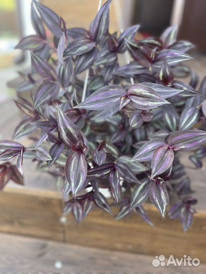 Традесканция