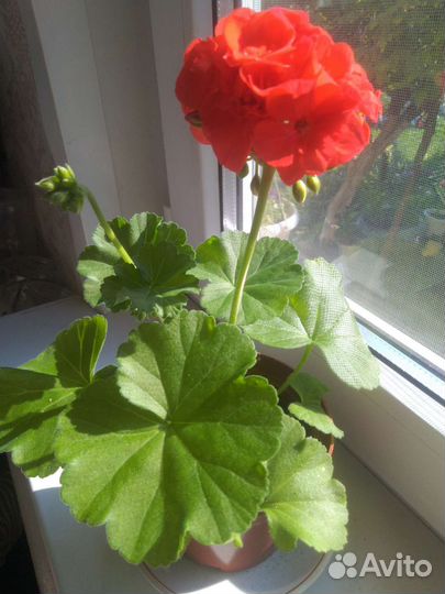 Пеларгония герань