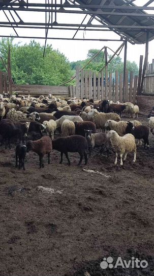 Овцы бараны