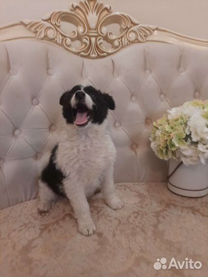 Почти бордер-колли с доставкой и ветпаспортом