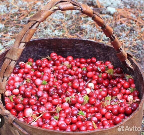 Клюква в наличии