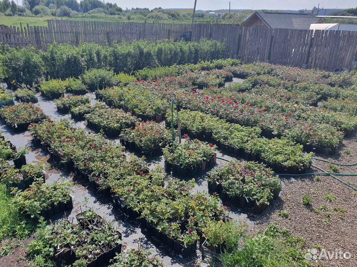 Саженцы на весну 2024