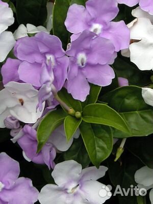 Гибискус El Capitolio Blood Mary, брунфельсия