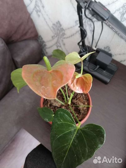 Антуриум оранжевый