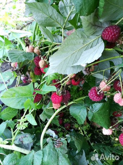 Малина ремонтантная-саженцы