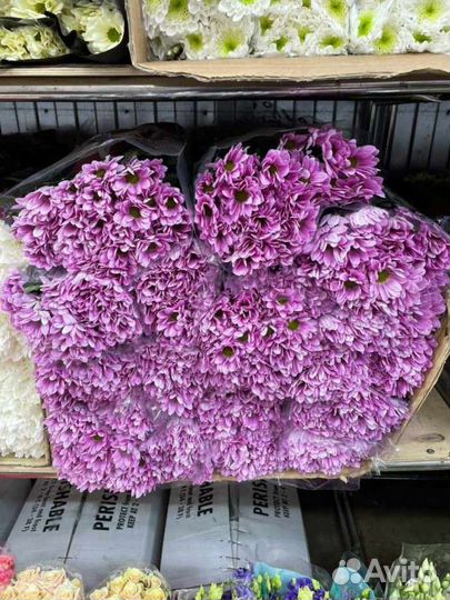 Хризантема кустовая букет цветы доставка девушке