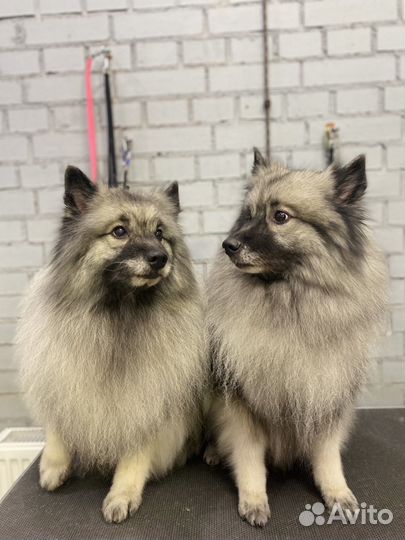 Модель на груминг