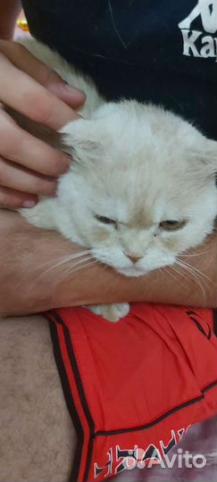 Гостиница для животных