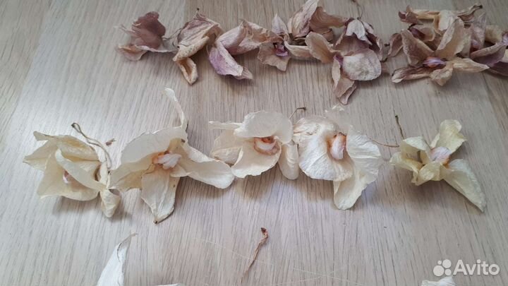 Засушенные цветки фаленопсиса (орхидеи)