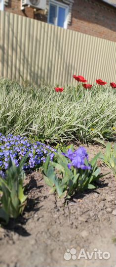 Цветы. Вероника ползучая, флокс шиловидный