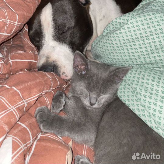 Отдам кота в добрые руки