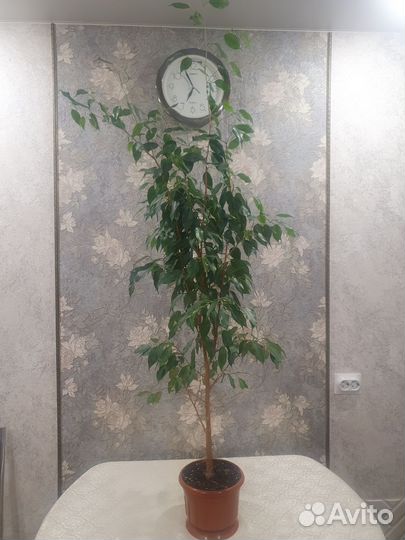 Фикус мелколистный