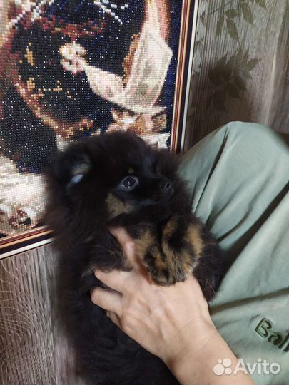Померанский шпиц