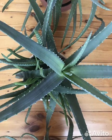 Лекарственное Алоэ