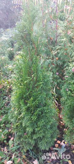 Туя Смарагд