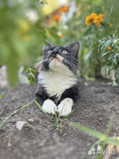 Черные котики и серые