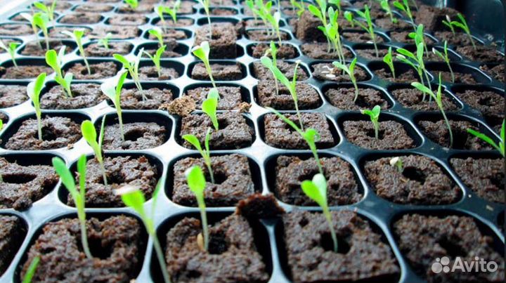 Кассеты для рассады