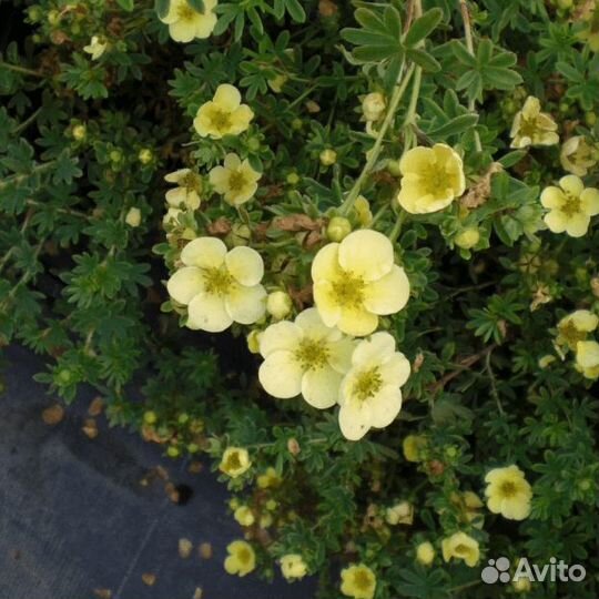 Лапчатка Дэйдон (1 саженец в горшке 15-20 см). Be