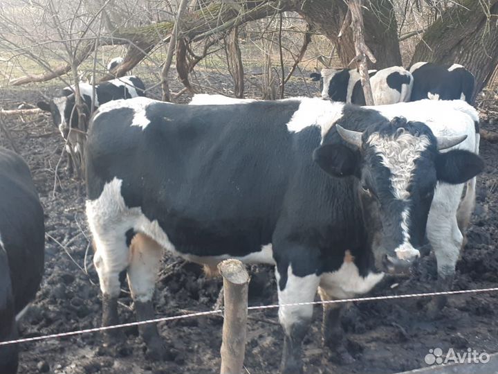 Скотовоз перевозка скота