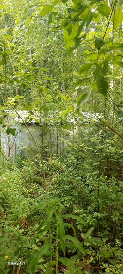 Участок 20 сот. (СНТ, ДНП)