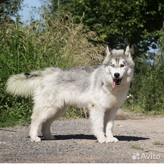 Щенок хаски с разными глазами в дар в добрые руки