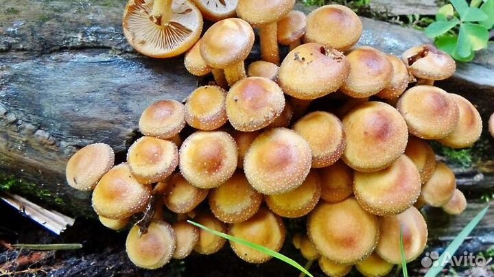 Грибы маринованые опята