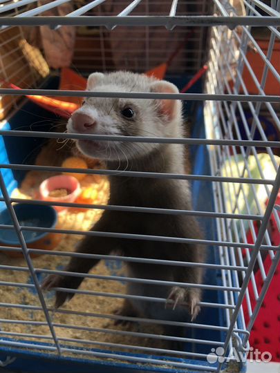 Передержка животных зооняня