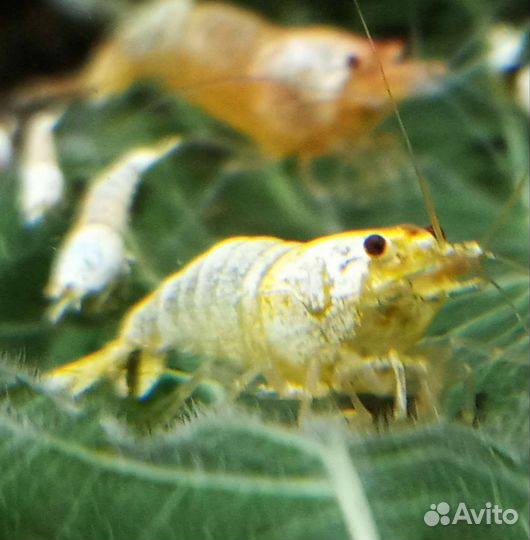 Креветки Каридины белые