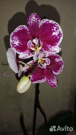 Орхидея фаленопсис Барселона