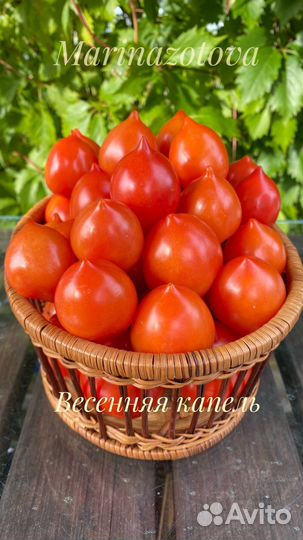 Семена низкорослых томатов