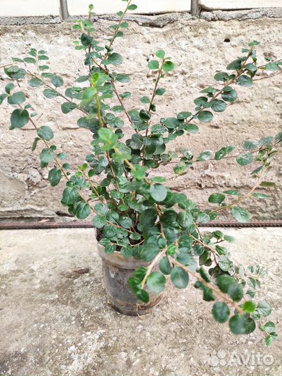 Кизильник декоративный, самшит