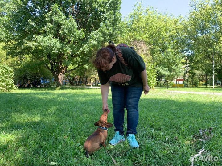 Кинолог / Дрессировка собак