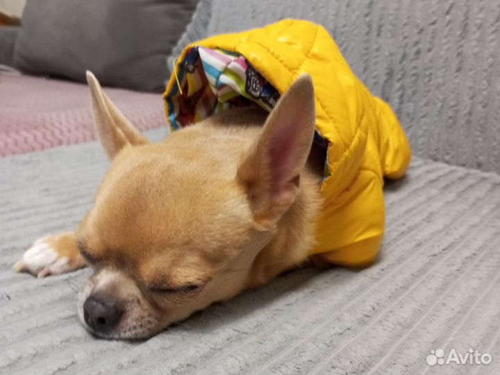 Костюм зимний для собак мелких пород