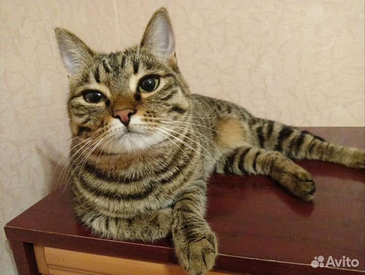 Кошка-хорошка