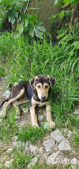 Щенки