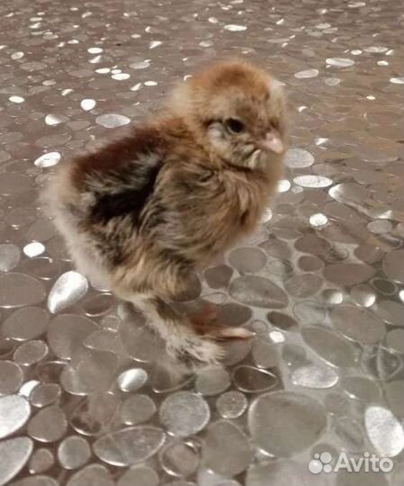 Цыплята суточные и подрощенные