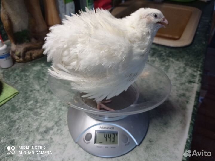 Перепела несушки