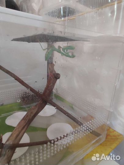 Богомолы: Вьетнамский, Африканский Viridis, садок