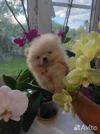 Померанские мишки